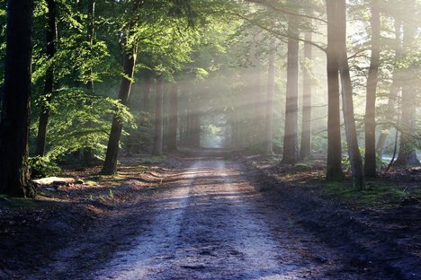 Wald-bertvthul_pixabay